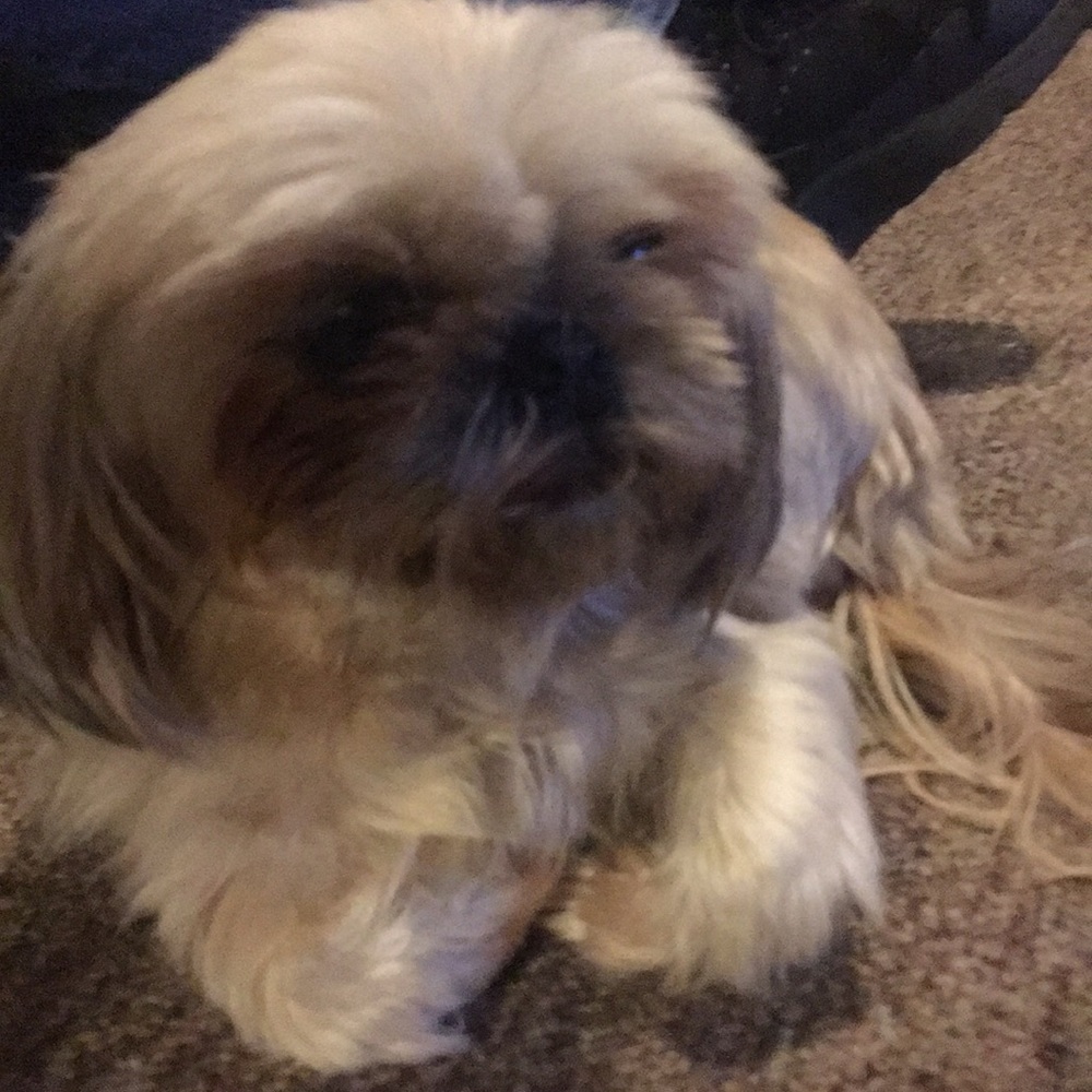 Meet your Posher, Vanessa